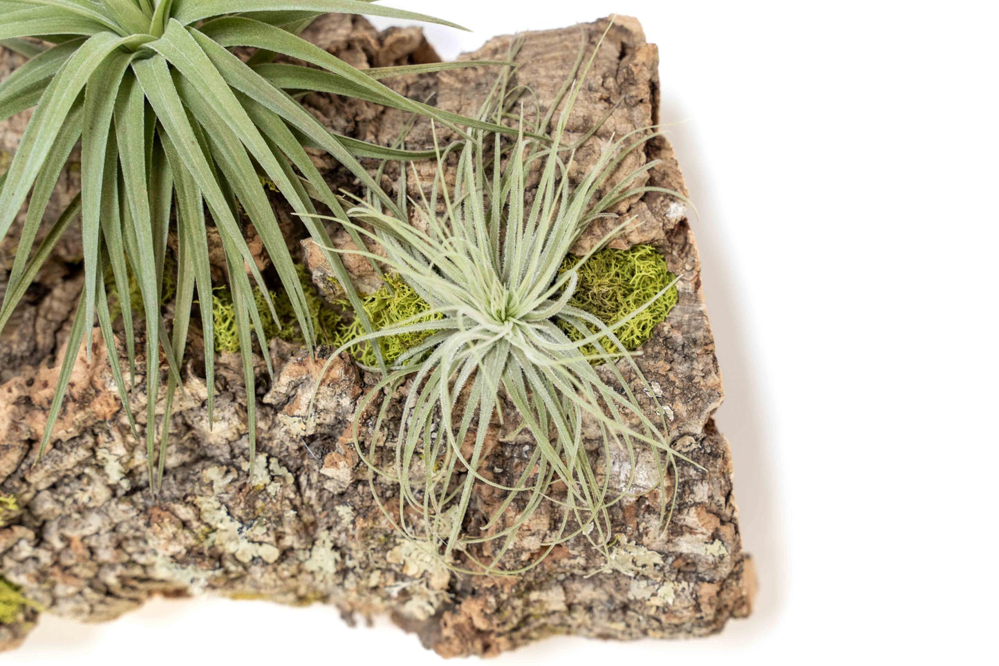 Air Plant Shop Fully Assembled Air Plant Cork Bark Displays - Wholesale and Bulk - Succulents - Live Tillandsia - Easy Care Indoor and Outdoor House Plants (Small)