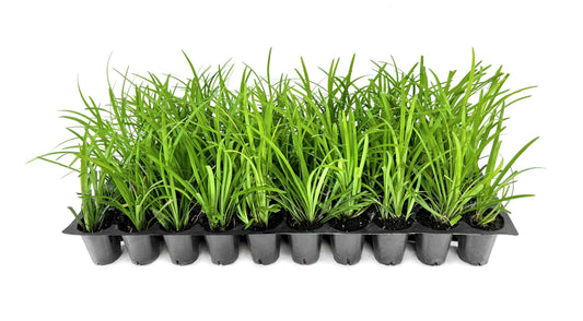 Liriope Big Blue | 40 Live Plants | Liriope muscari | Lavender Blue Flowers | Evergreen Ground Cover for Shade | Landscape Borders for Walkways and Beds
