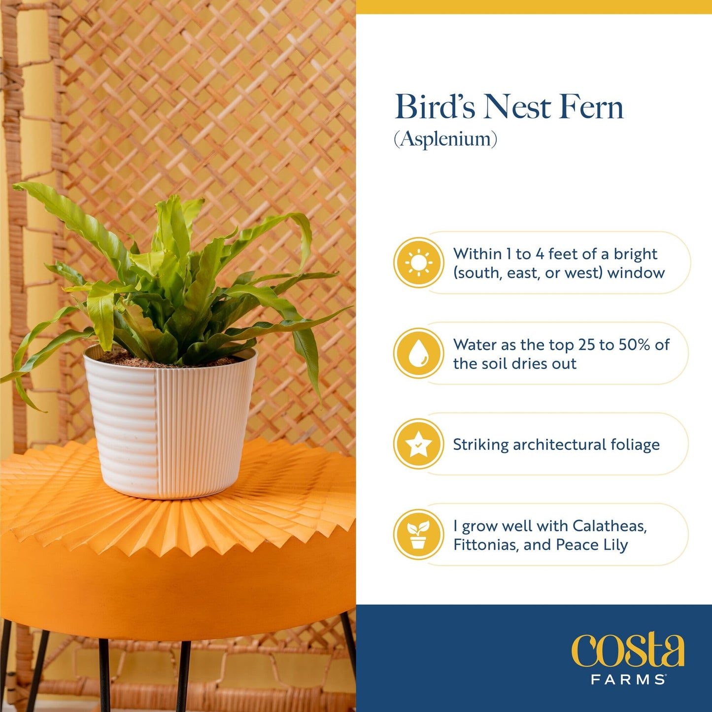 Costa Farms Bird's Nest Fern Live Plant in Plastic Pot, Air Purifying Indoor Houseplant, Perfect for Home, Room, or Office Decor, Great House Warming or Birthday Gift, 12-18 Inches Tall