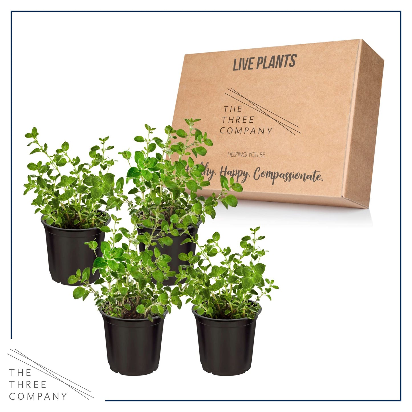 Live Aromatic and Edible Herb - Oregano (4 Per Pack), Loaded with Antioxidants, 8" Tall by 4" Wide in 1 Pint Pot