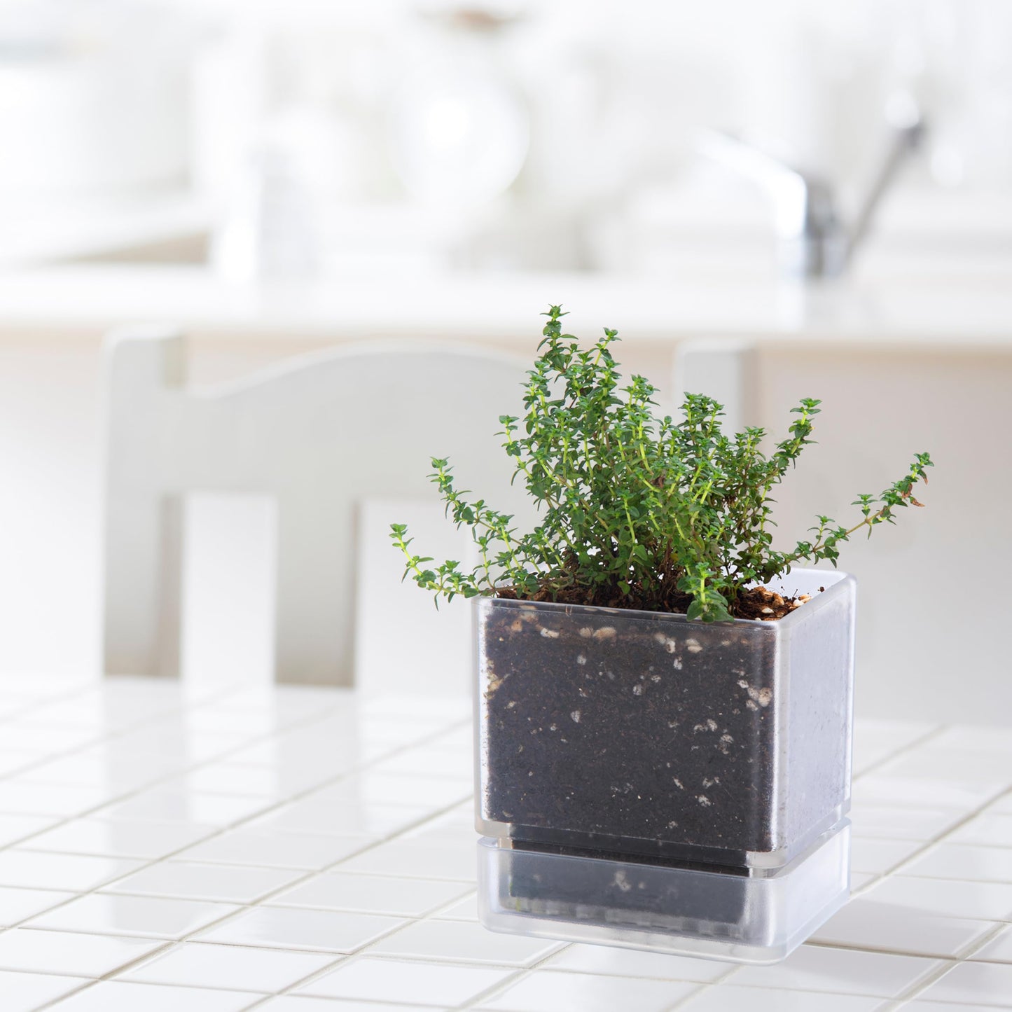 D'vine Dev 4 Inch Herb Planter Pots, Acrylic Planter with Drainage Holes and Saucer, Modern Decorative Gardening Pot for Indoor Plants, Herbs, Succulents, Clear, Set of 2, 76-Y-D-2