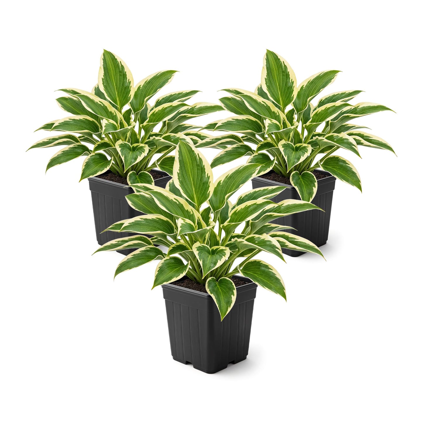Live Perennial Hosta - So Sweet (3 Plants Per Pack) Beautiful Accent Plant, 10" Tall by 4" Wide in 1 Qt Pot
