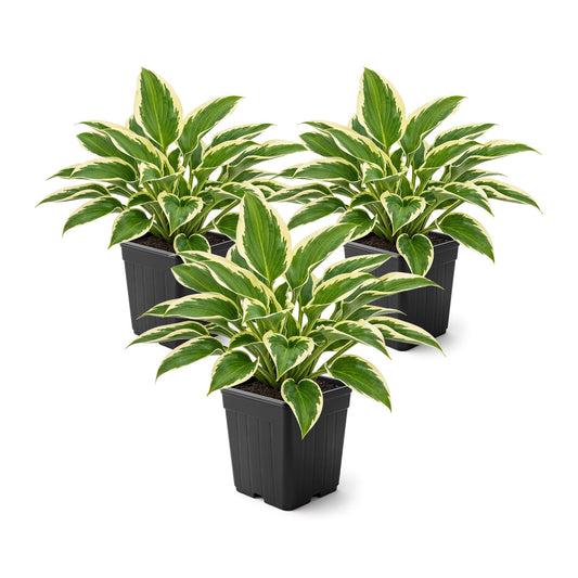 Live Perennial Hosta - So Sweet (3 Plants Per Pack) Beautiful Accent Plant, 10" Tall by 4" Wide in 1 Qt Pot