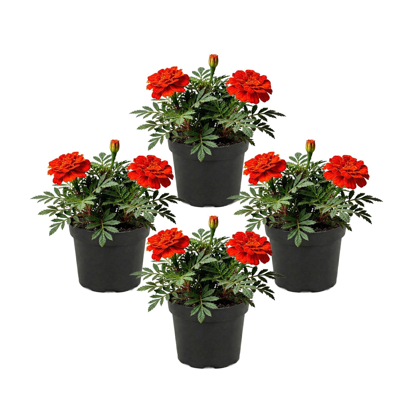 Live Flowering Marigold - Durango Red (4 Per Pack), Beautiful Spring Color, 8" Tall by 4" Wide in 1 Pt Pot