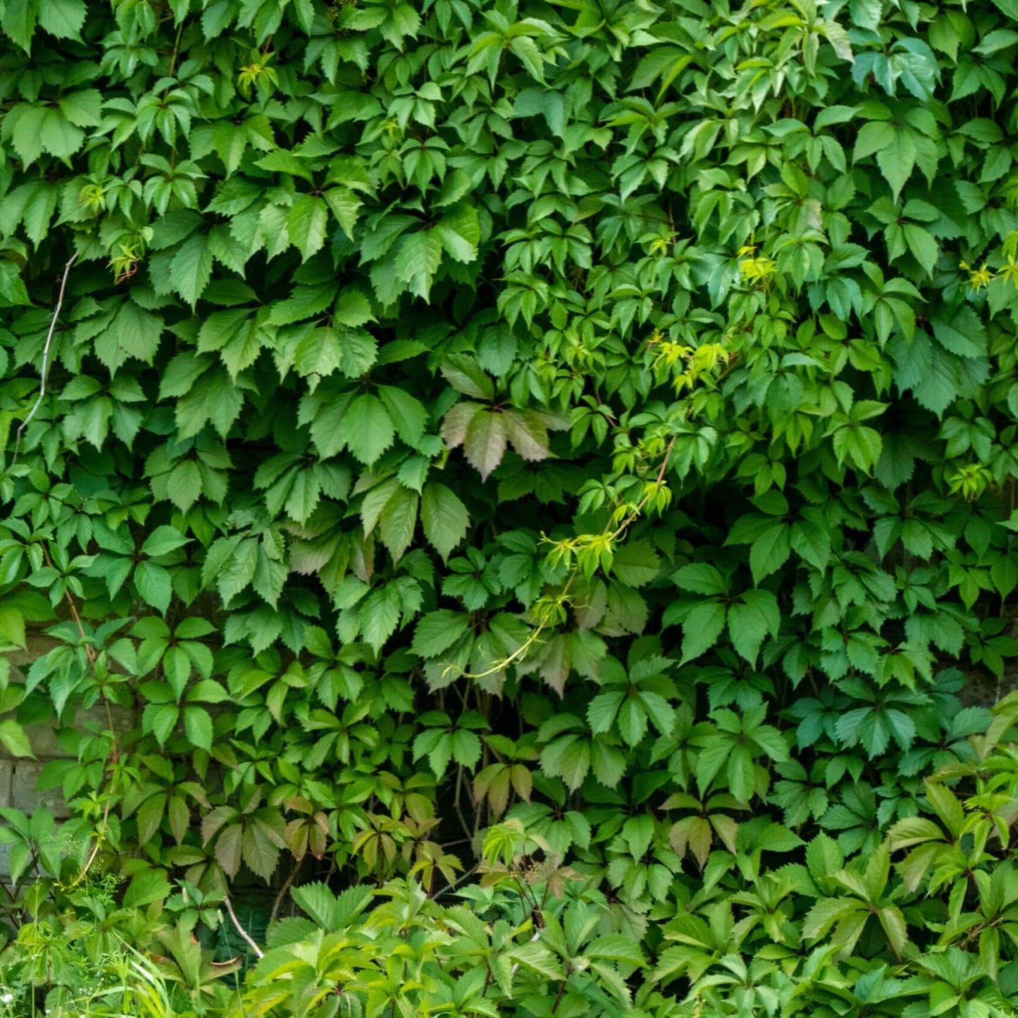 Virginia Creeper 1 Live Plant in 4" Pot for Planting | No Ship to California | Creeper Virginia Plant (Parthenocissus quinquefolia)