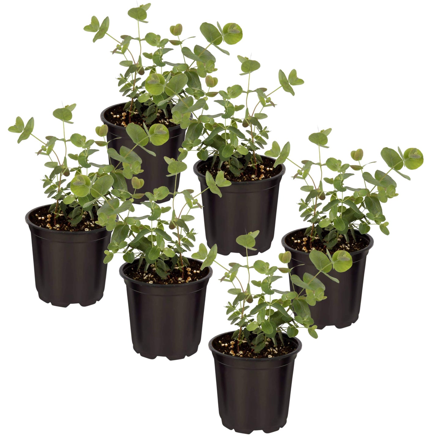 Live Aromatic and Healthy Herb - Eucalyptus (6 Per Pack), Assorted Varieties - Natural Air Purifier, 8" Tall by 3" Wide in 1 Pint Pot