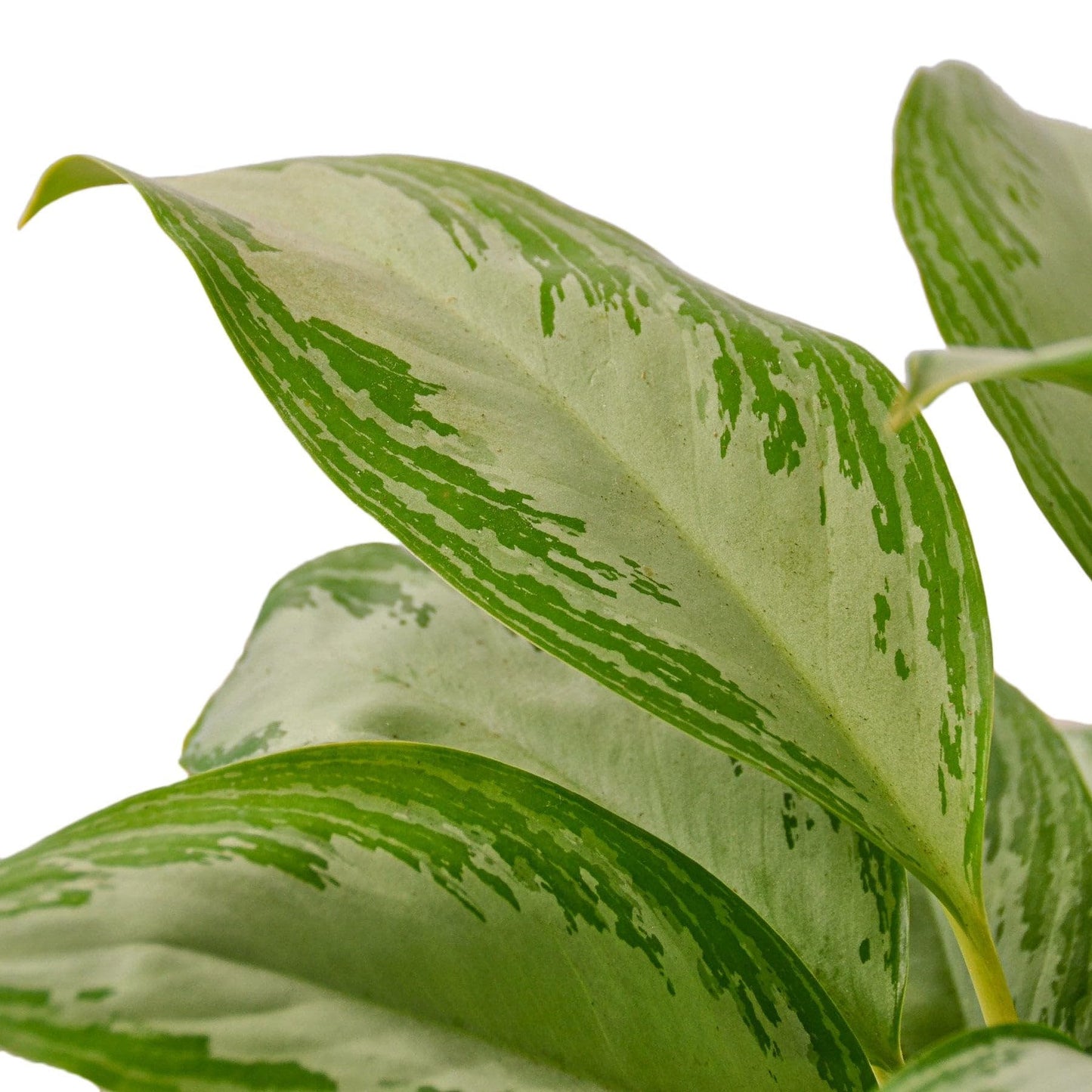 8 Pack Chinese Evergreen 'Silver Bay' in 6in Pot - Live Plants Tropical Houseplants | Variegated | USA Growers | The Snobby Leaf