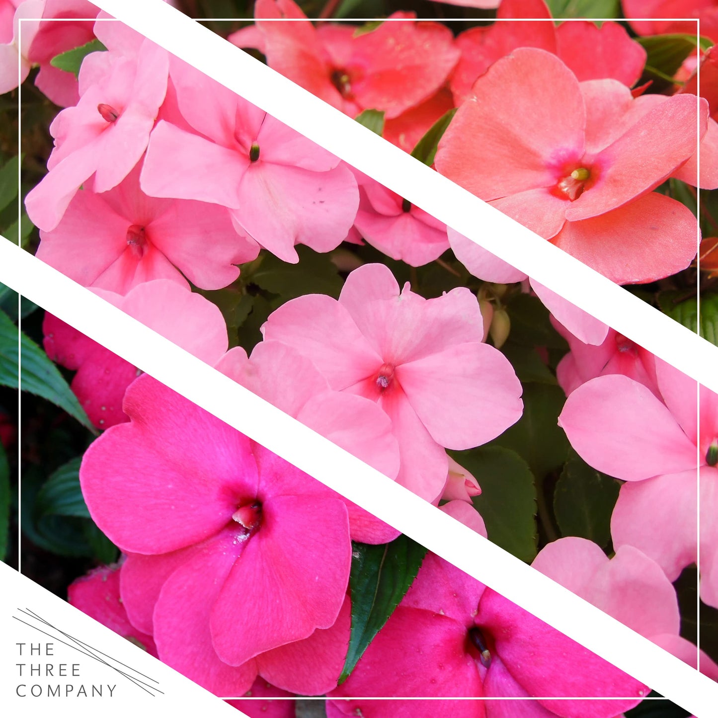 Live New Guinea Impatiens Plant - Shades of Pink (3 Plants Per Pack) - Beautiful Flowering Shade Flowers - 12" Tall by 5" Wide in 1 Qt Pot (Pack of 2)