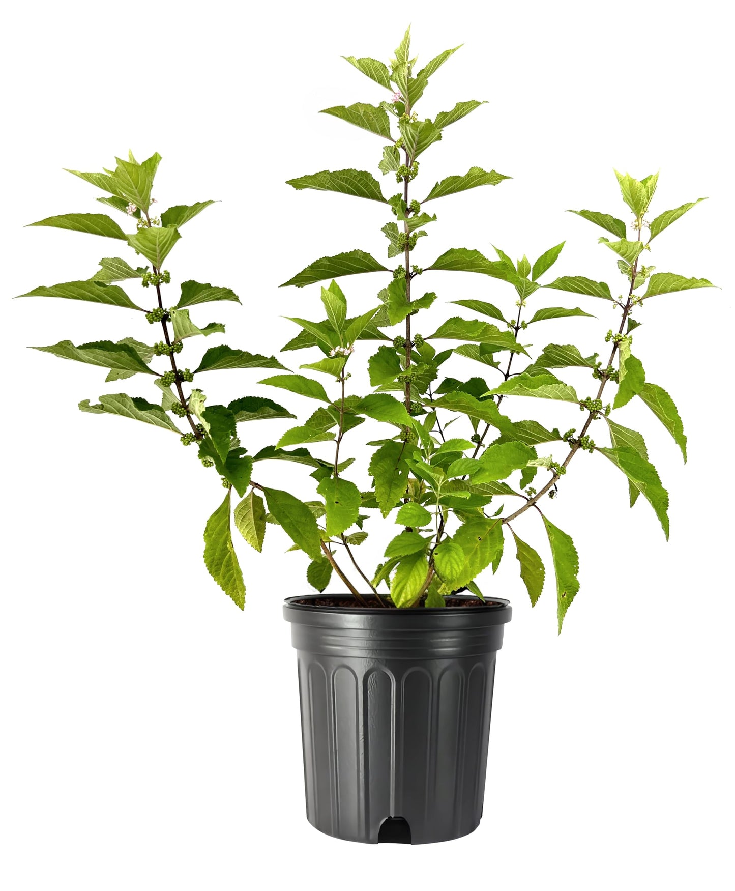 Beautyberry | 1 Extra Large Trade 3 Gallon Plant | Callicarpa Americana, Fast-Growing Shrub, Vibrant Purple Berries, Attracts Birds, Ornamental Foliage, Low Maintenance, Perfect for Gardens