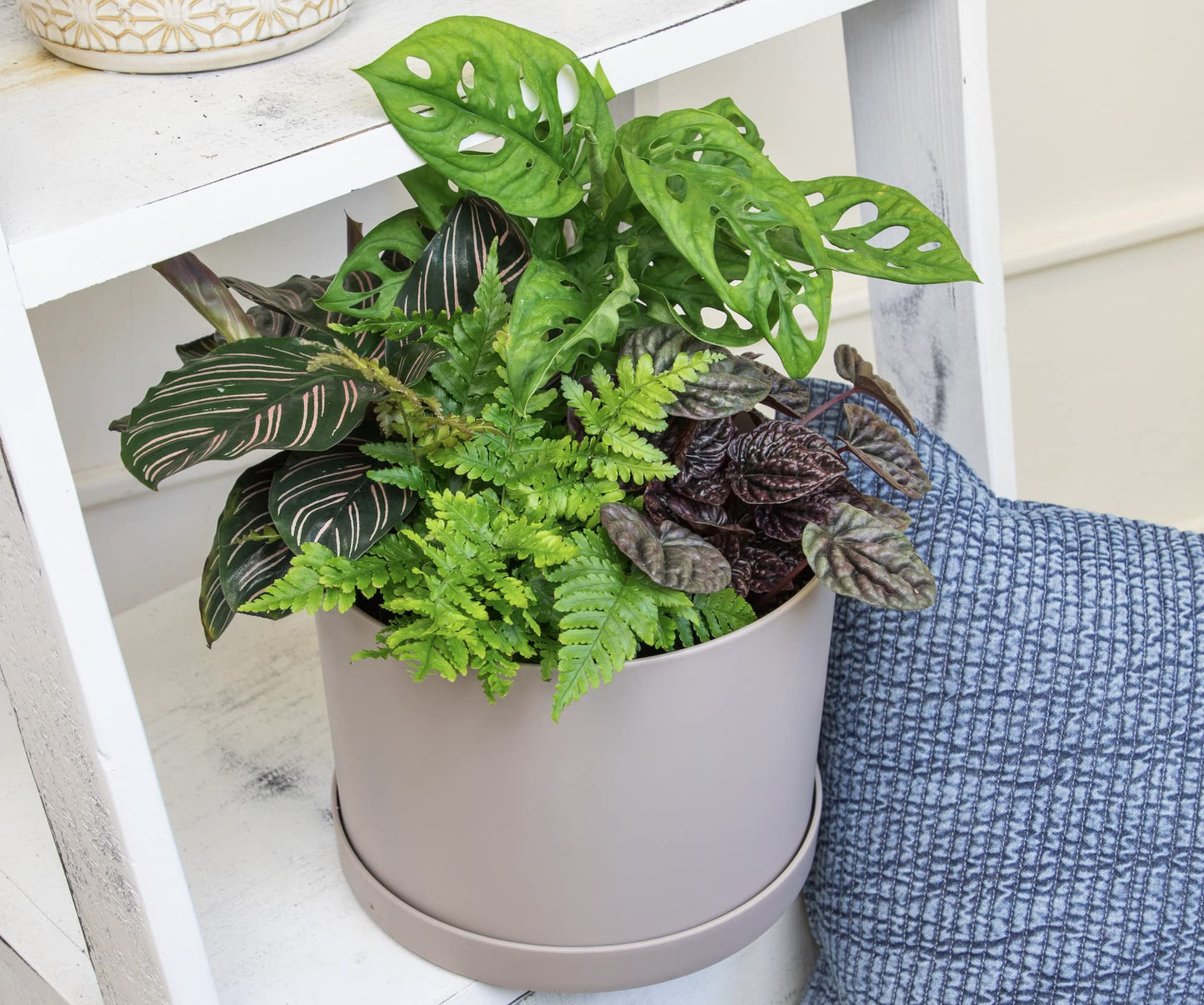 Live Pothos Plants (4PK) + Classic Houseplant Collection (4PK) - Low Maintenance Indoor Plants Purify Air, Easy to Grow Hanging Plants and Trailing Vines in 4 Inch Nursery Pots