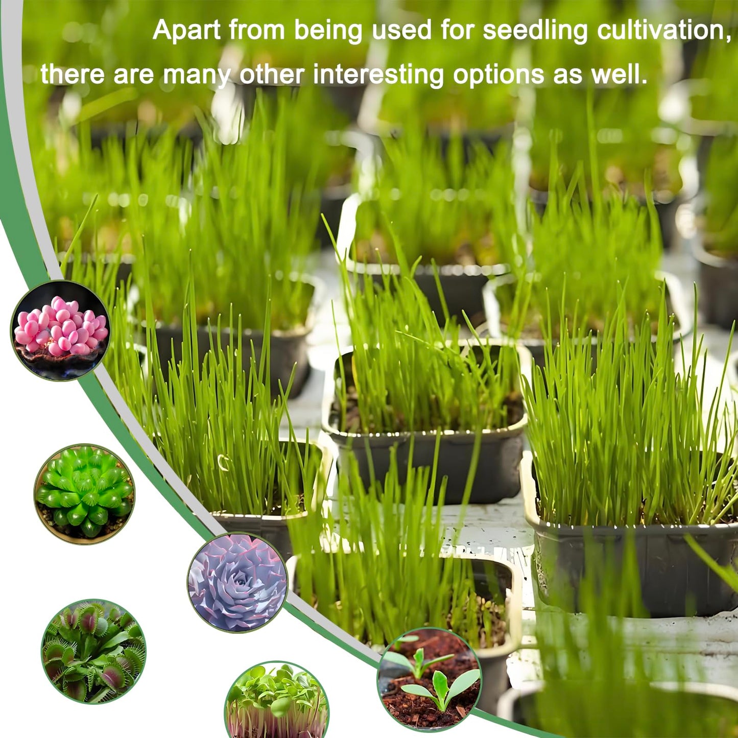 Gyfofix 2 Inch Square Nursery Pots, 50 Pack (25 Clear + 25 Black) Seedling Starter Pots, Plastic Plant Pots with Drainage Holes, for Seed Germination, Root View, and Light Blocking