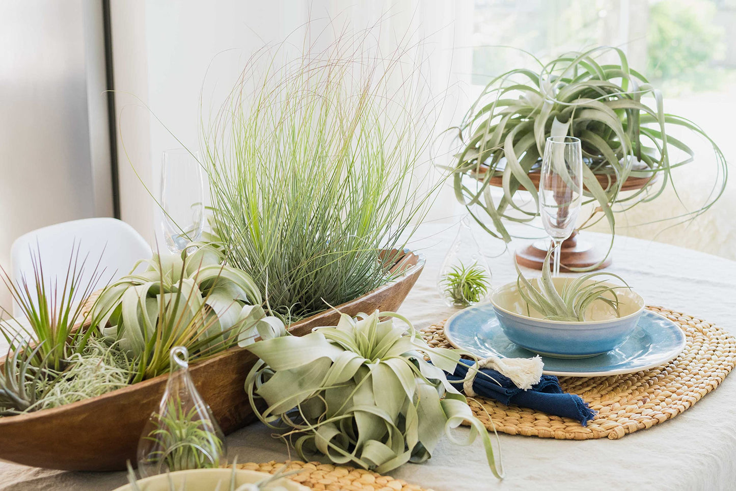 Air Plant Shop Tillandsia Curly Slim (T. Intermedia x T. Streptophylla) Air Plant - Succulents - Live Tillandsia - Easy Care Indoor and Outdoor House Plants (Pack of 1)