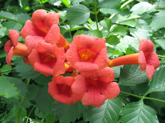 Trumpet Vine - Campsis radicans - 4" Pot with Root 100% Survival Guaranteed