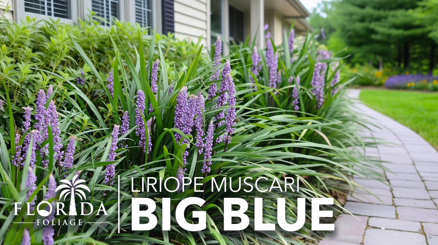 Liriope Big Blue | 5 Live 4 Inch Plants | Liriope muscari | Lavender Blue Flowers | Evergreen Ground Cover for Shade | Landscape Borders for Walkways and Beds