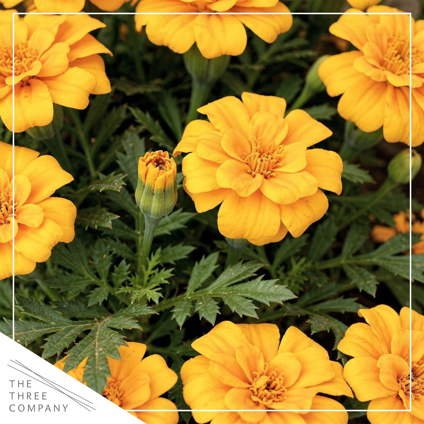 Live Flowering Marigold - Durango Yellow (4 Per Pack), Beautiful Spring Color, 8" Tall by 4" Wide in 1 Pt Pot