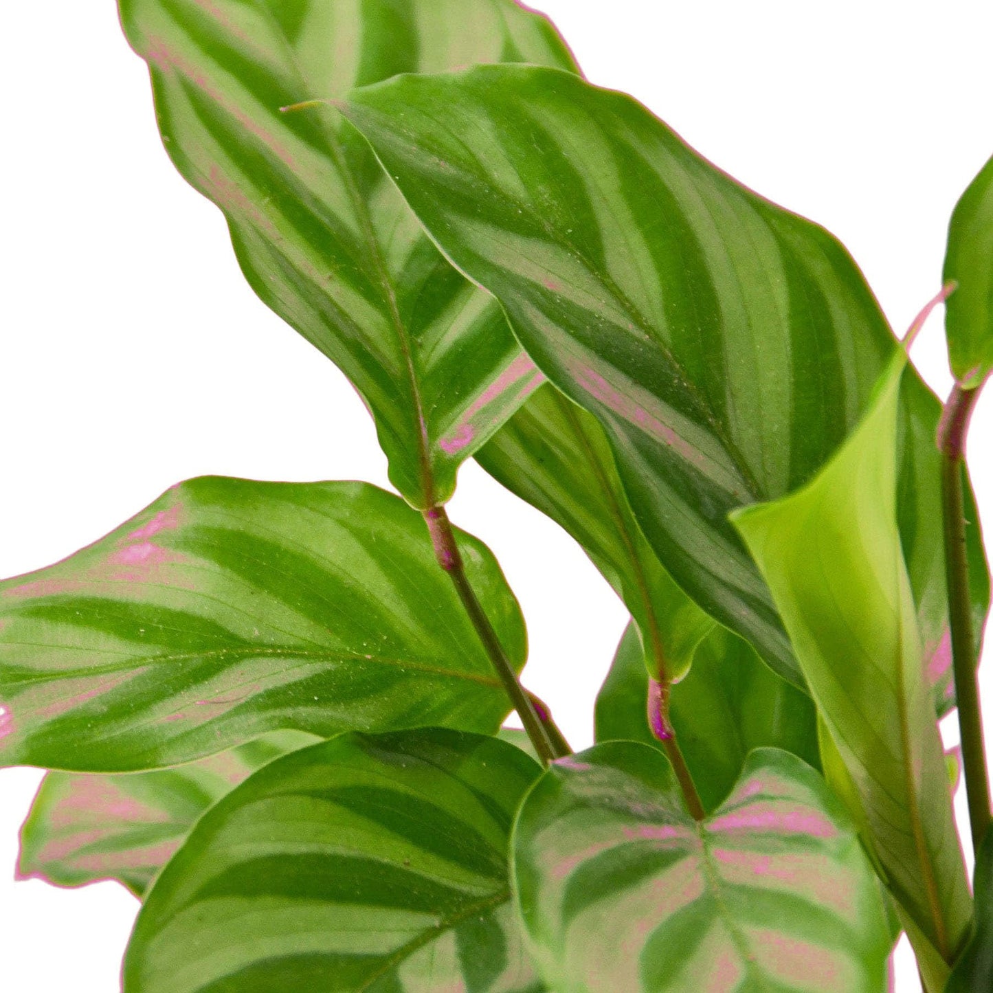 Calathea Concinna 'Freddie' in 6in Pot - Live Tropical Houseplant - Easy to Grow | Air Purifying | Pet Friendly | Variegated | USA Growers | The Snobby Leaf