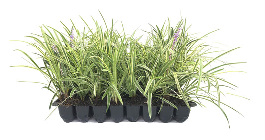 Variegated Liriope | 30 Live Plants | Liriope Muscari Variegata | Ornamental Ground Cover Plants | Evergreen Foliage