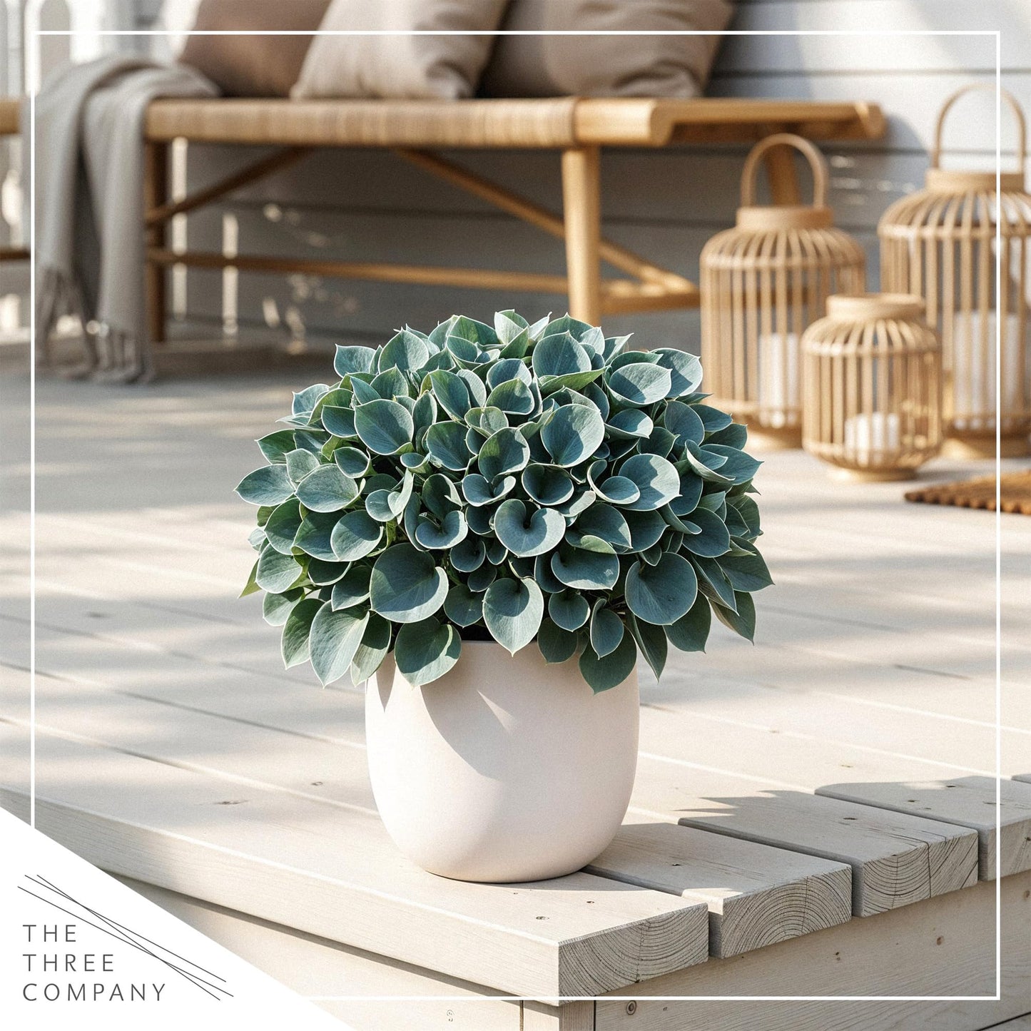 Live Perennial Hosta - Blue Mouse Ears (3 Plants Per Pack) Beautiful Accent Plant, 10" Tall by 4" Wide in 1 Qt Pot