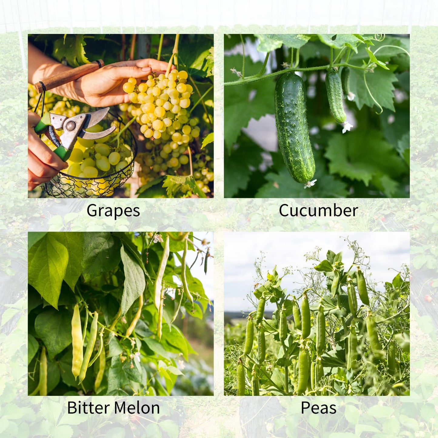 UrGROWA Cucumber Trellis 2 Pack, 59" H Foldable A-Frame Garden Trellis for Raised Bed Garden Grow Support with Plant Support Clips, Twist Ties for Cucumber,Tomato, Climbing Plants and Flowers