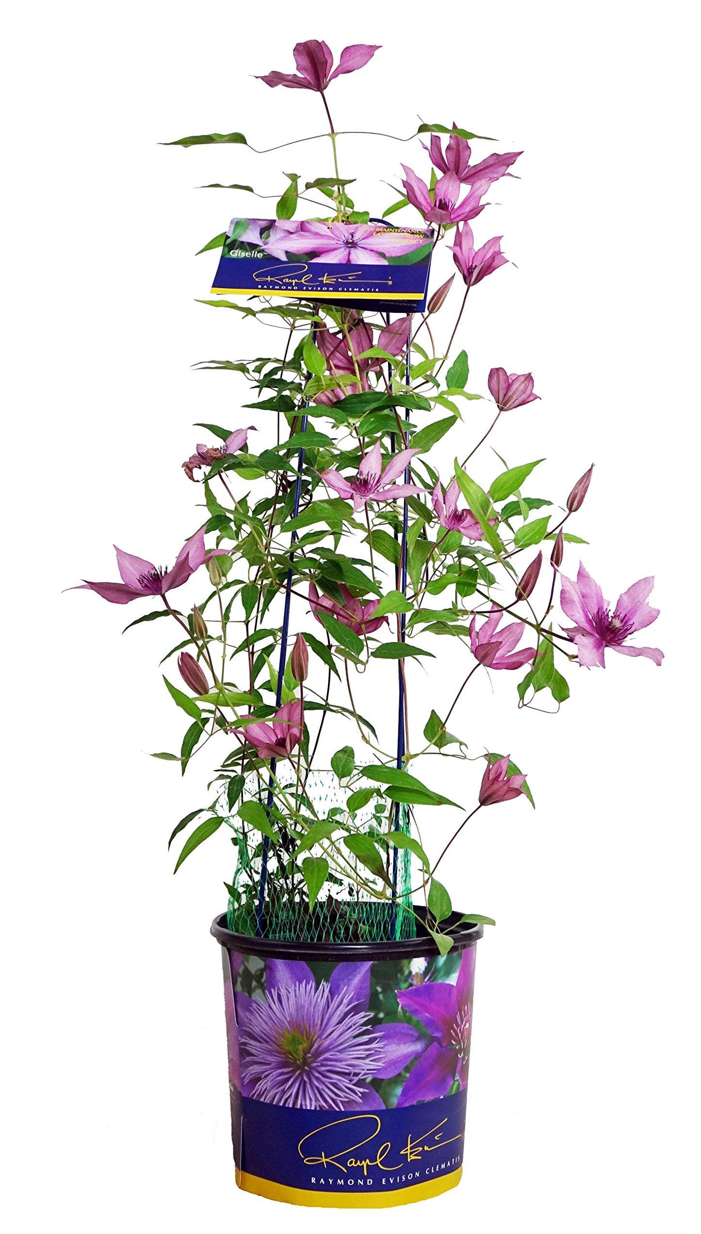 Raymond Evison Clematis - Clematis Giselle (Clematis) Perennial, pink flowers, 8`` - Size Container