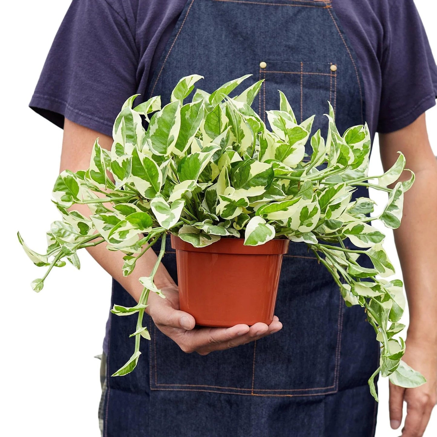 Pothos 'N'joy' | Live Plant for Indoor & Outdoor | for Living Room, Office, Bathroom | (6" Pot, White Cylinder)