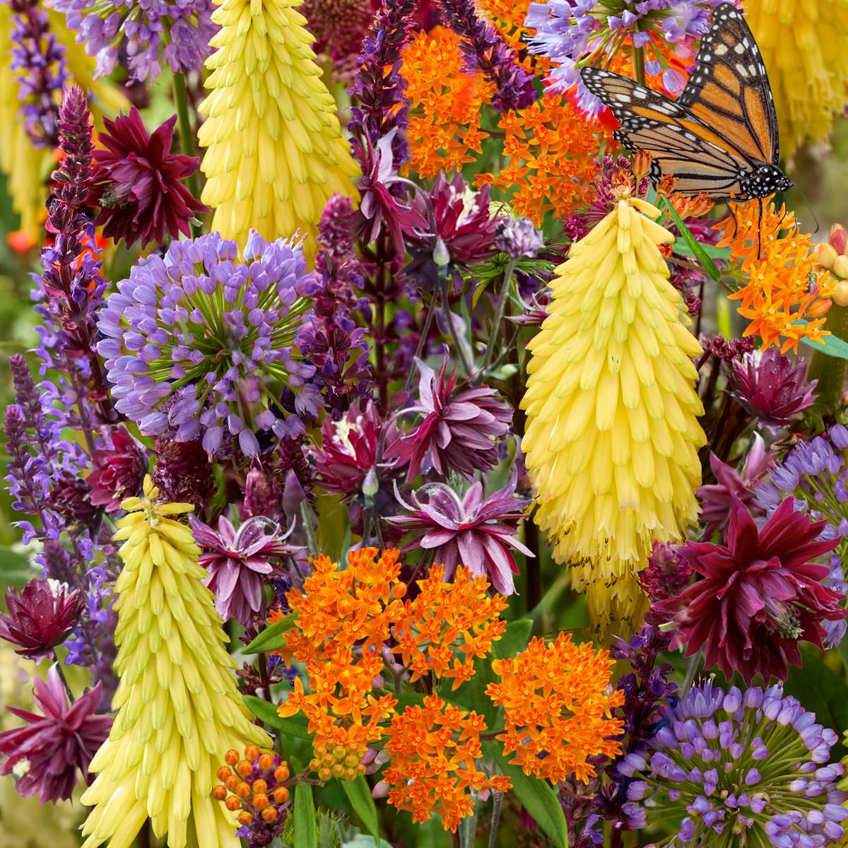 Complete Sunny Perennial Pollinator Flower Bulb Garden - 25 Bulbs for 50 Days of Continuous Blooms (Summer Color from July Through October) - Easy to Grow Summer Planting Bulbs by Willard & May