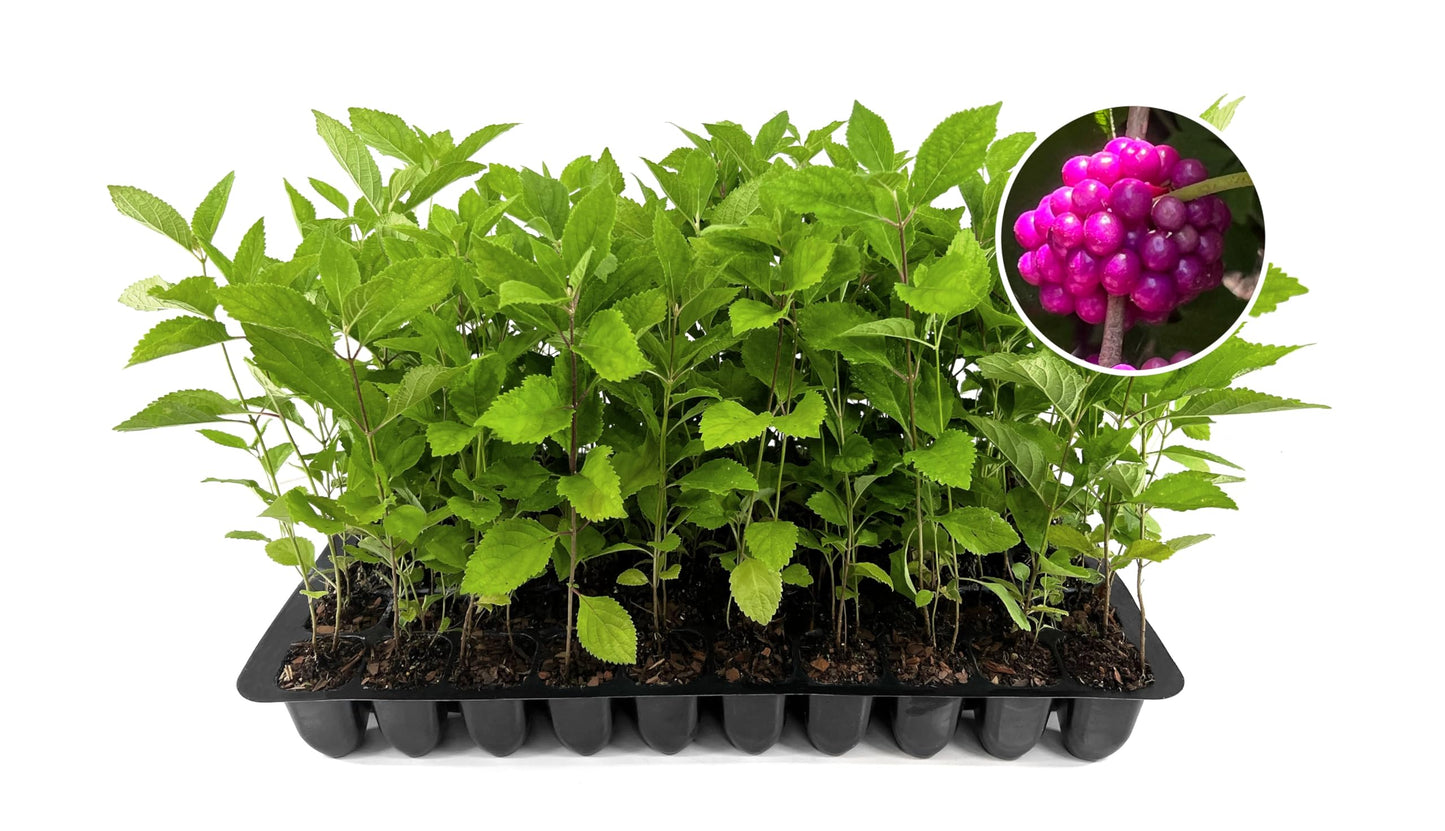 American Beautyberry | 20 Live Plants | Callicarpa Americana | Drought-Tolerant, Vibrant Purple Berries, Attracts Birds & Butterflies | Easy to Grow