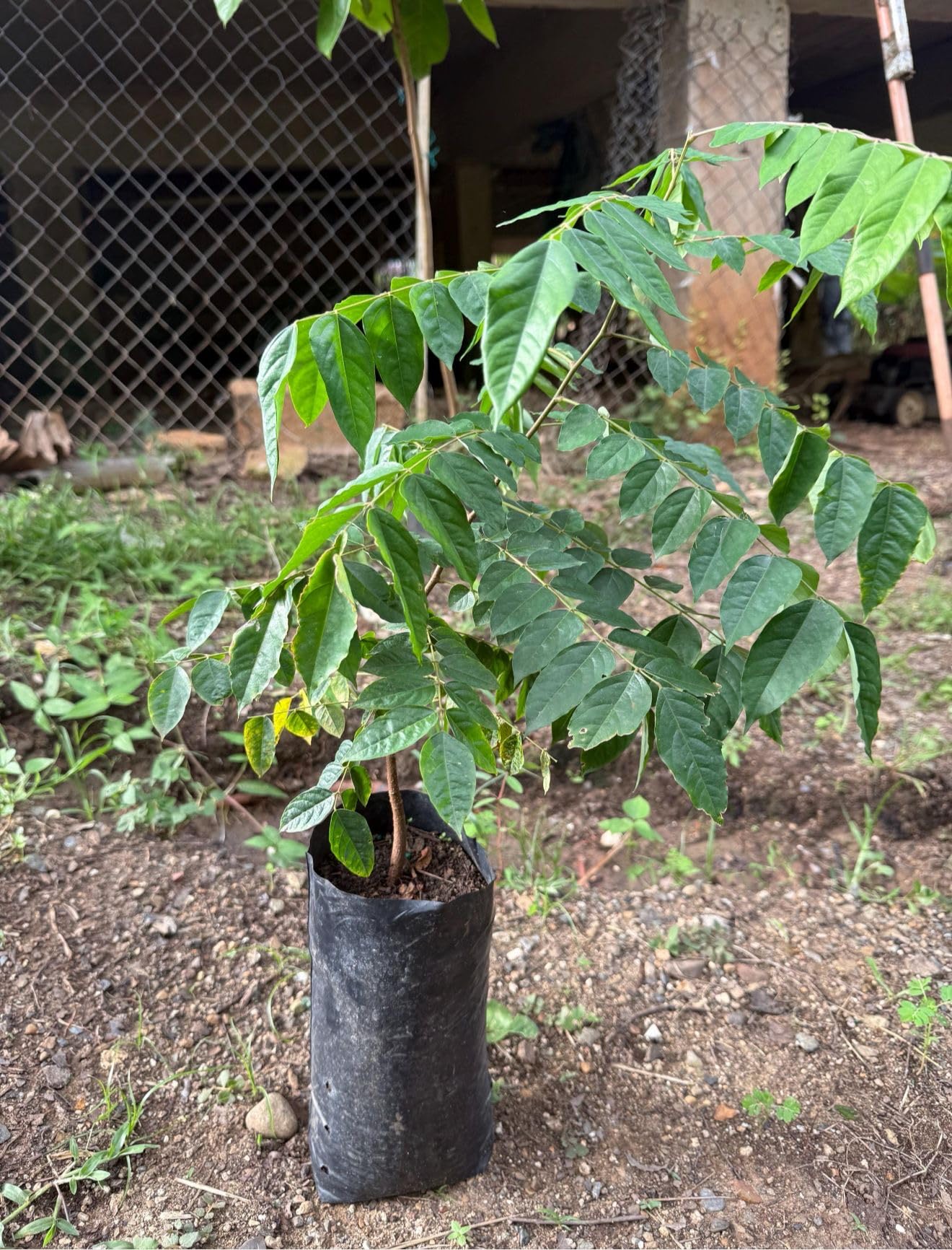 Star Fruit Tree Carambola Averrhoa Plant Seedling 10inch18inch