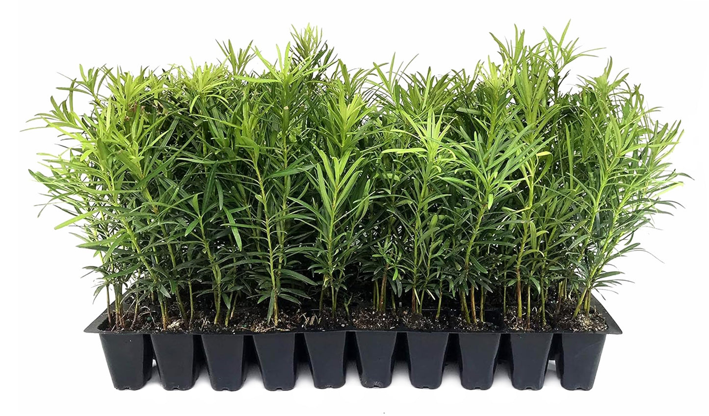 Podocarpus Macrophyllus Japanese Yew | 40 Live Plants | Podocarpus macrophyllus | Privacy Hedge Shrub | Evergreen Landscaping Plants for Gardens & Borders