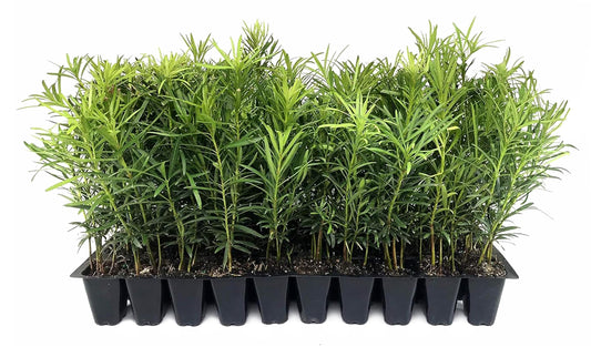 Podocarpus Macrophyllus Japanese Yew | 3 Live Plants | Podocarpus macrophyllus | Privacy Hedge Shrub | Evergreen Landscaping Plants for Gardens & Borders