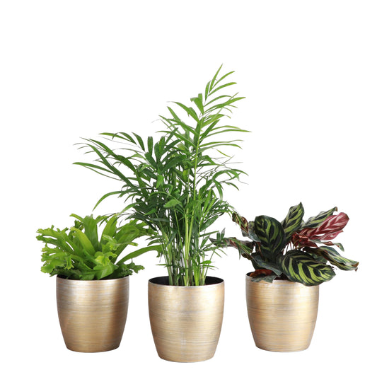 Thorsen's Greenhouse Live Pet Friendly Indoor Houseplants, Live Plants, Safe for Pets, 4" Diameter Pot, 3-Pack (Gold)