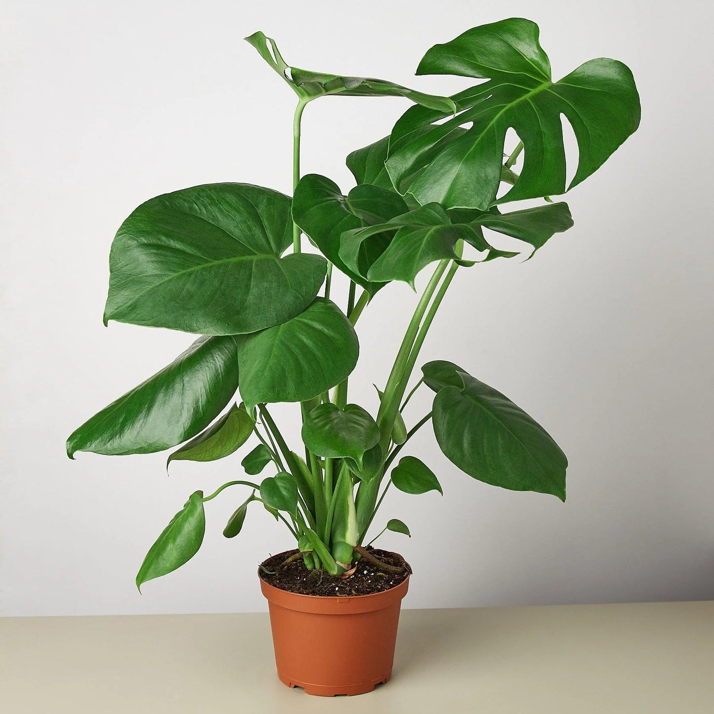 10 Pack Philodendron Monstera Split-Leaf in 4in Pot - Live Plants Tropical Houseplants | Variegated | USA Growers | The Snobby Leaf