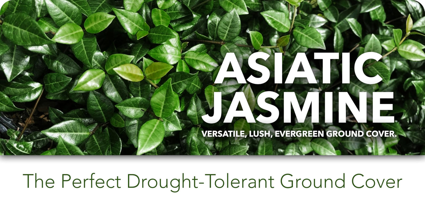 Asiatic Jasmine Minima | 3 Live Plants | Trachelospermum Asiaticum | Ground Cover, Fast Growing, Low Maintenance Evergreen, Cold Hardy, Drought Tolerant, Dense Growth, Landscaping