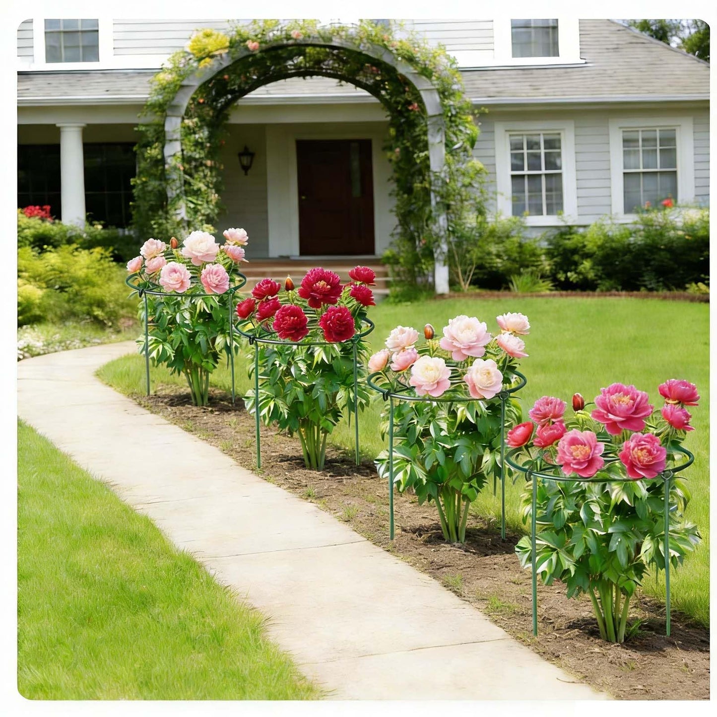 6 Pack Heavy Duty Peony Cages and Supports, 12" D x 18" H, Large Metal Support Rings, Easy Ground Insertion, Easy Installation & Durable, Sturdy for Climbing Plants