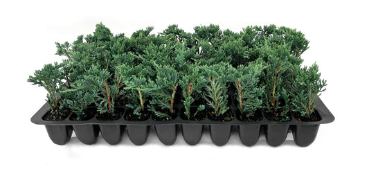 Blue Rug Juniper Wiltonii | 20 Live Plants | Juniperus Horizontalis | Creeping Ground Cover, Low Maintenance Shrub, Drought Tolerant, Evergreen Foliage, Fast Growing, Erosion Control