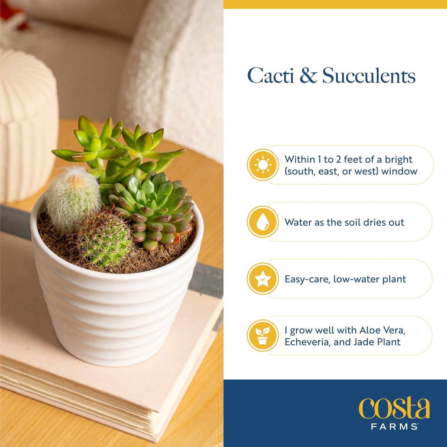 Costa Farms Live Succulent, Easy to Grow Haworthia Plant in Planter Pot, Succulent Houseplant in Potting Soil, Indoors Garden Gift, Cacti Room Décor and Home Décor, 4-Inches Tall