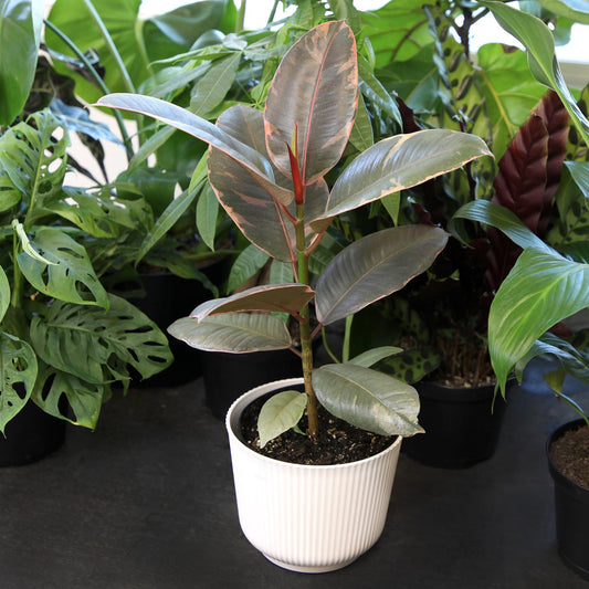 Altman Plants 'Ruby' Live Ficus Tree in 6 Inch White Plastic Plant Pot, Easy Plant Gift, Desk Plant & Office Plant, Variegated Rubber Plant Live Indoor Plant Decor in Indoor Plant Potting Soil Mix