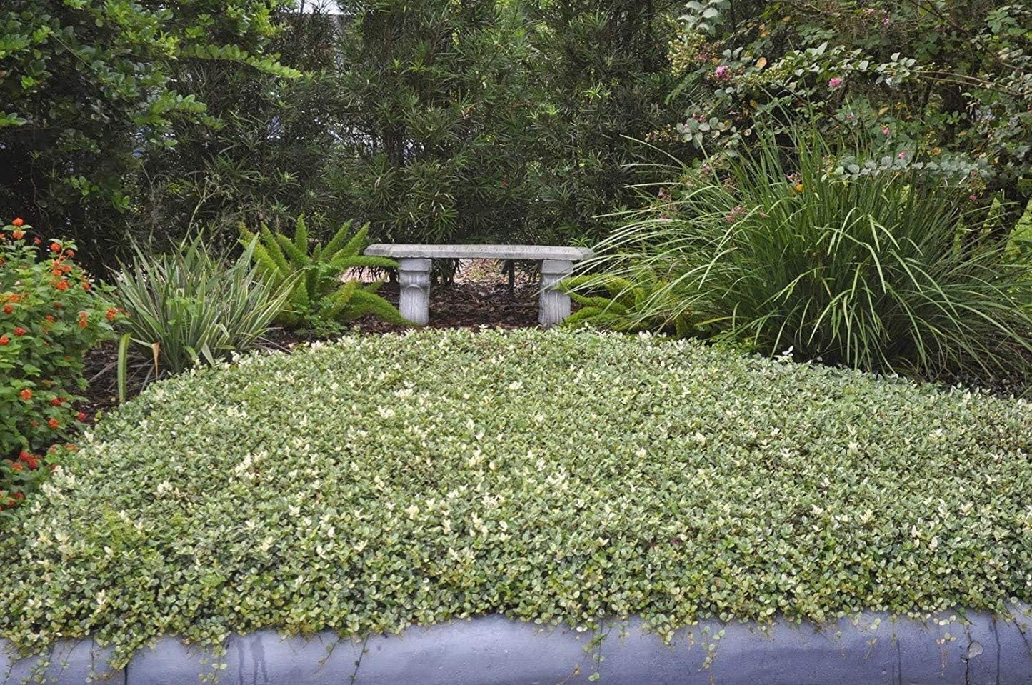 Variegated Asiatic Jasmine Minima | 3 Live Plants | Easy-Grow Ground Cover | Lush, Trailing Green and White Foliage | Perfect for Gardens and Landscape Borders | Hardy Evergreen Plant