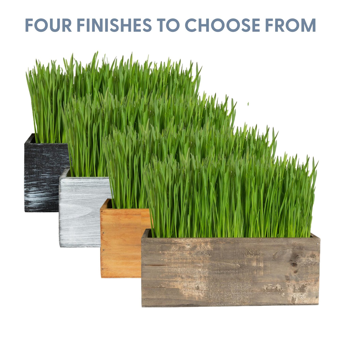 The Cat Ladies Cat Grass Kit with Black Rustic Wooden Planter, Organic Cat Grass Seeds and Soil. Easy to Grow Cat Grass for Indoor Cats. Prevent Hairballs and Aid Digestion