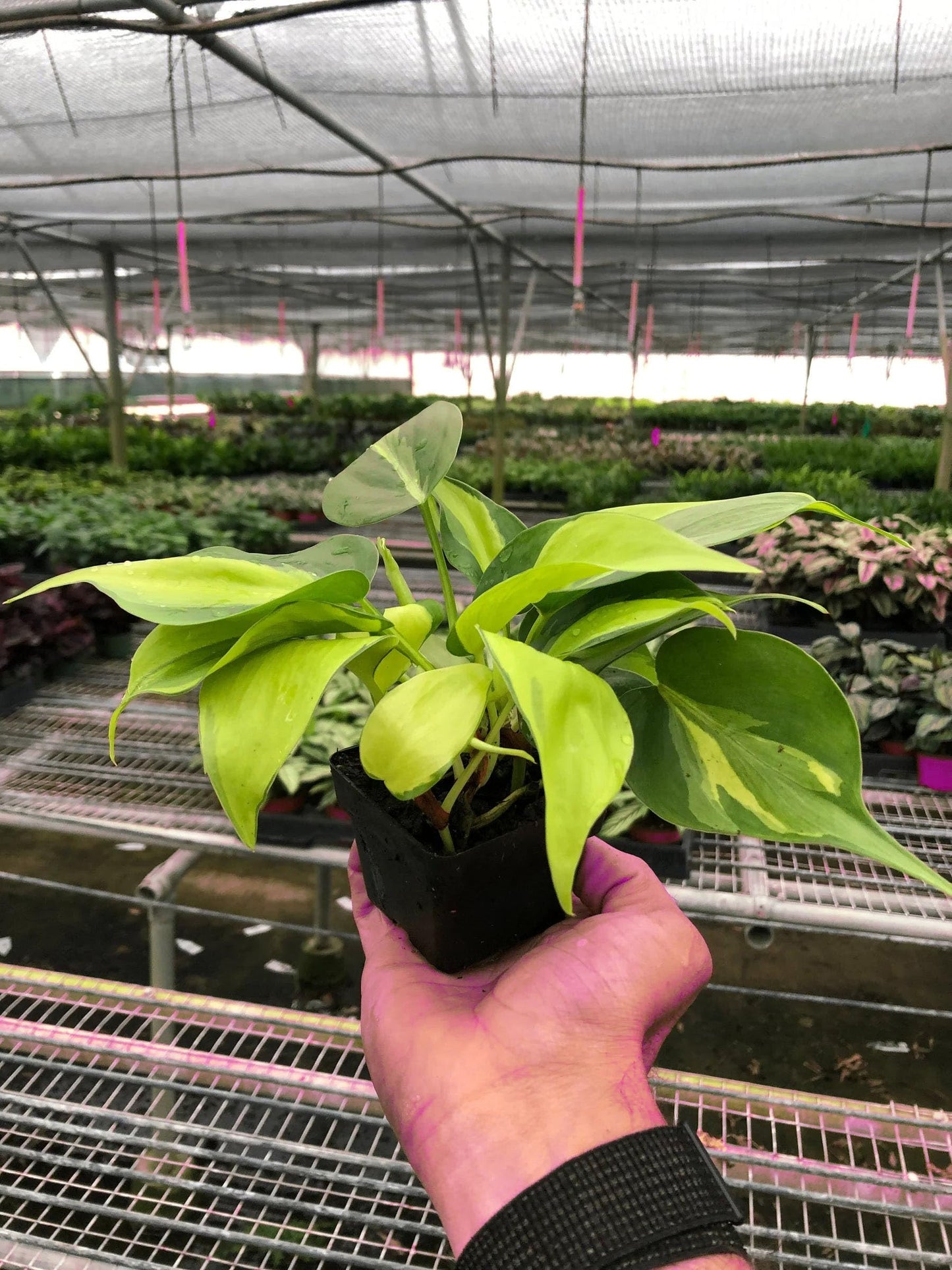 5 Pack Philodendron 'Brasil' in 4in Pot - Live Tropical Houseplant - Easy to Grow | Air Purifying | Variegated | USA Growers | The Snobby Leaf