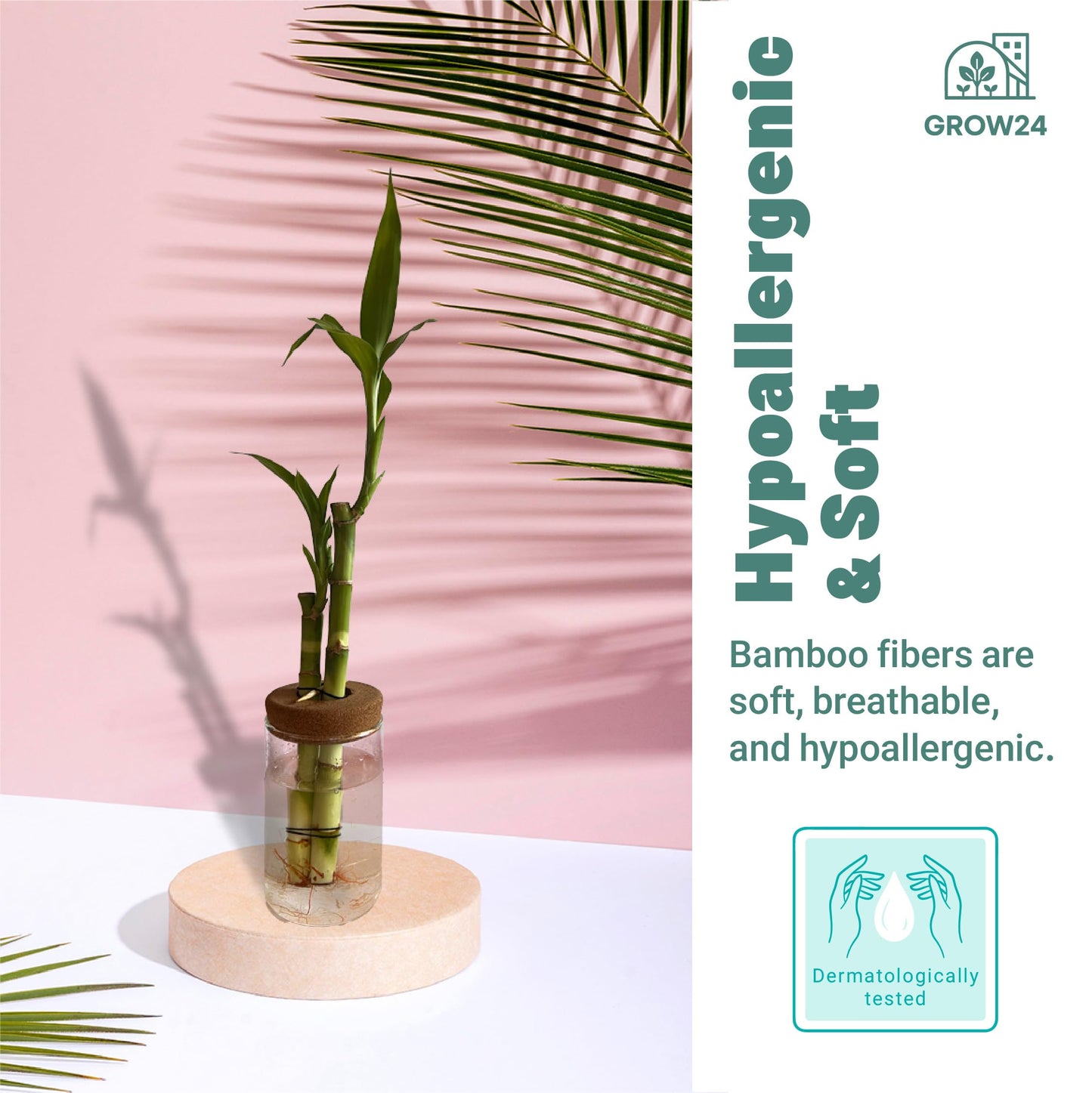 GROW 24 Live Lucky Bamboo Plant in Glass Jar with Cork Lid, 2 Stalks, Water Growing Kit, Indoor Feng Shui Decor (Two_Straight)