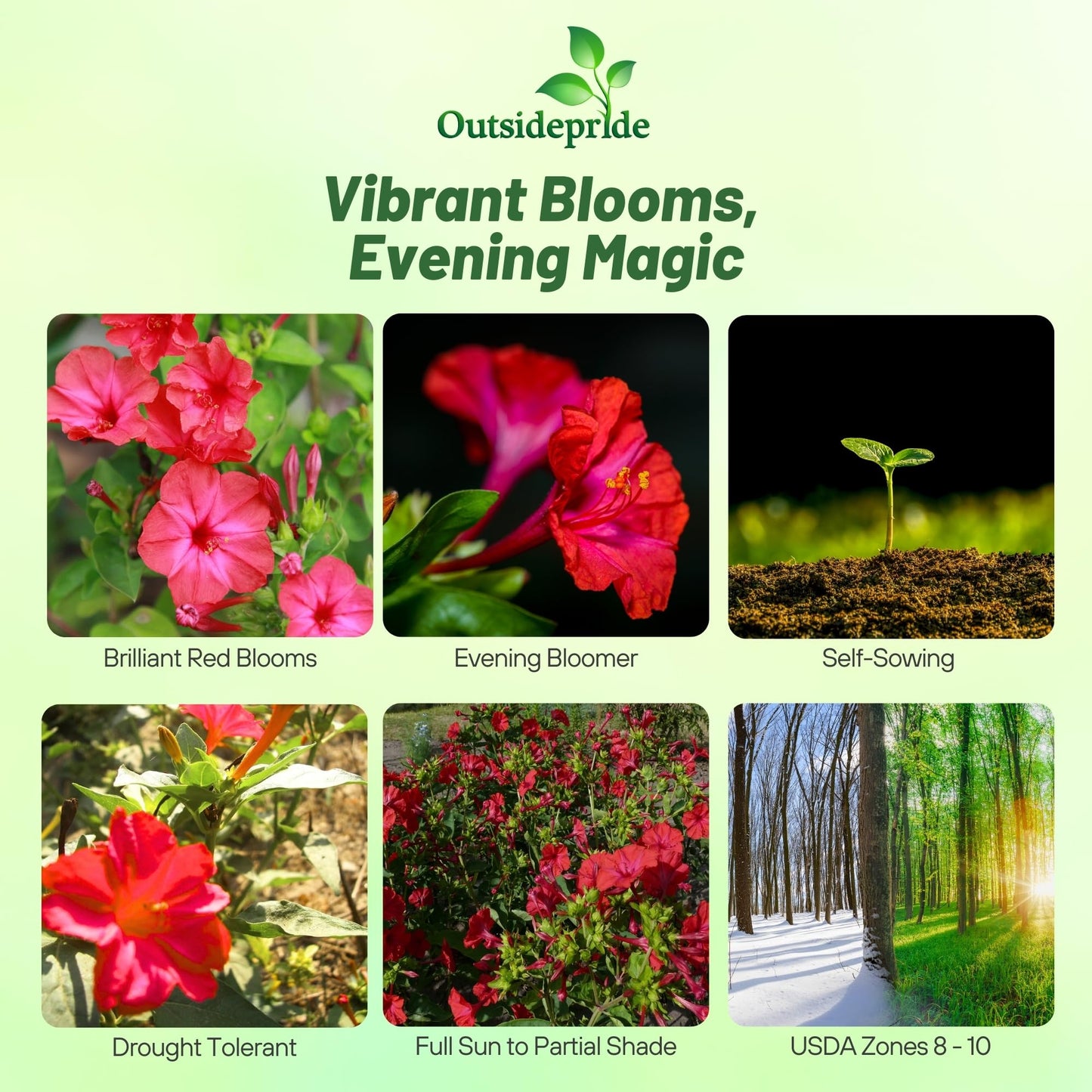 Outsidepride Red Four O'clock Flower Seeds - 1/4 lb Perennial Fragrant, Trumpet-Shaped Blooms, Deer-Proof & Easy to Grow, for Pollinator & Evening Gardens, Containers, Hedges, or Borders
