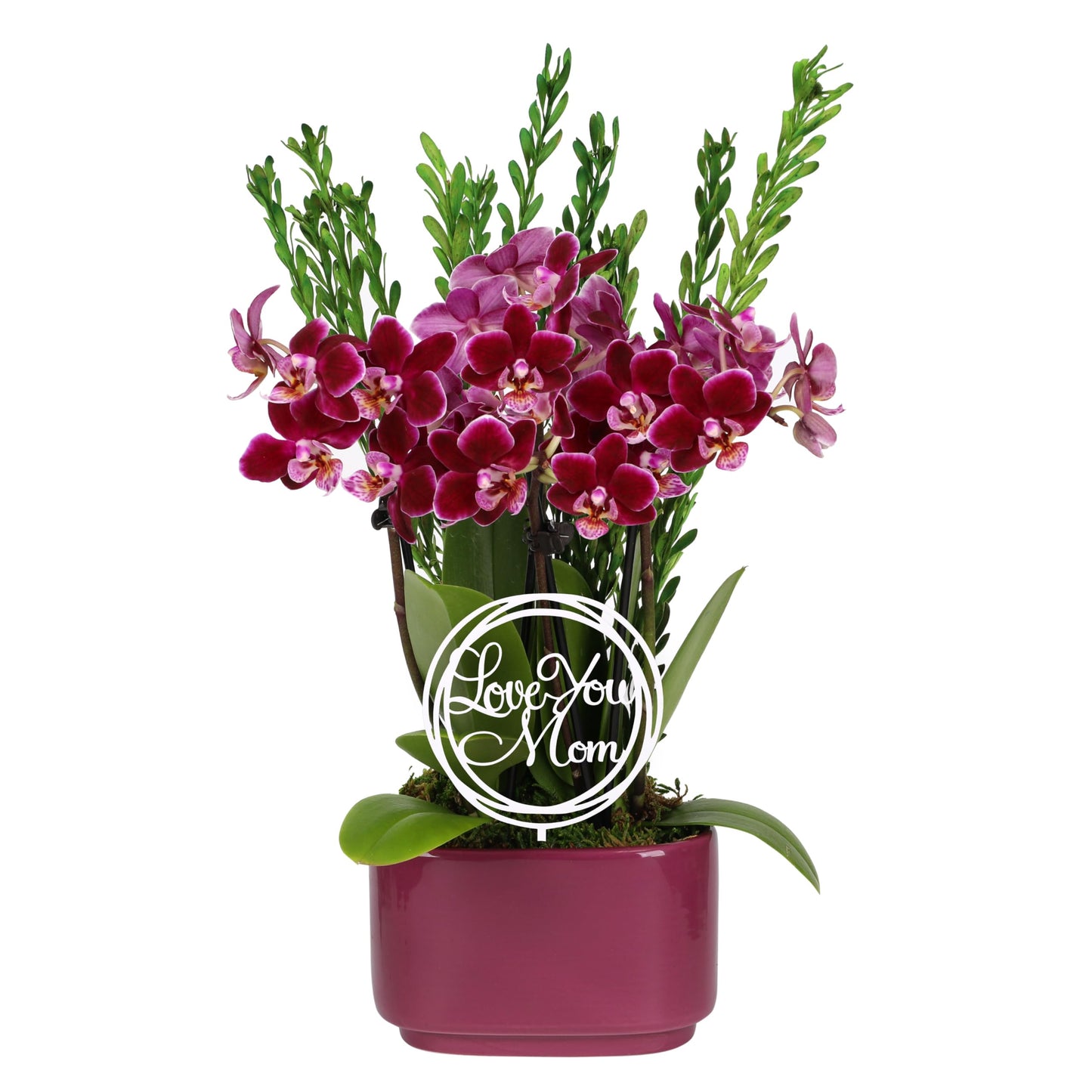 Green Circle Growers 4" Dark Purple Orchid Duo in Purple Pot with Love You Mom Pick, Live Indoor Plants, House Plant