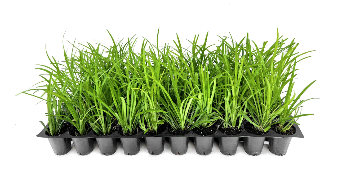 Big Blue Lilyturf | 20 Live Plants | Liriope muscari ‘Big Blue’ | Flowering Ground Cover for Landscaping | Low-Maintenance Ornamental Grass
