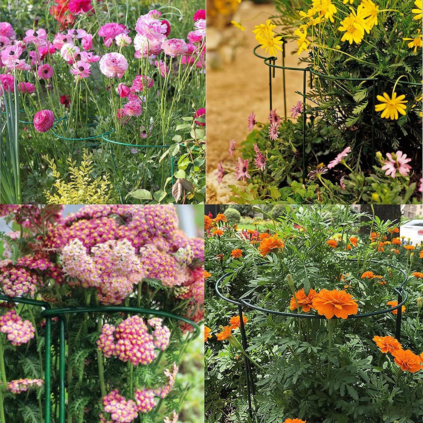 10 Pack Plant Support Stakes, Heavy Duty Interlinked Half Round Peony Metal Peony Cage, Garden Plant Support Ring for Indoor Outdoor Plants, Tomato, Hydrangea, Monstera, Flower (14 x 8inch)