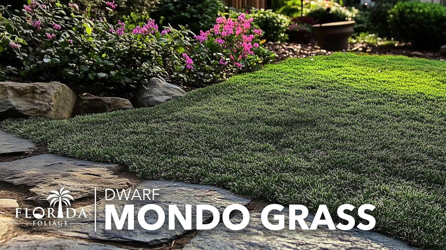 Dwarf Mondo Grass | 5 Large 4 Inch Pots | Ophiopogon Japonicus Nanus | Live Evergreen Shade Loving Groundcover