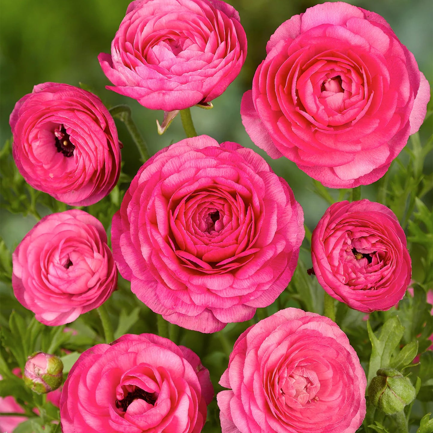 Bloomingbulb Pink Ranunculus Flower Bulbs (10-Pack) 🌸 Perennial Bulbs for Planting Outdoors – Lush, Layered Blooms – Elegant Fall Flowers Bulbs for Beds & Bouquets