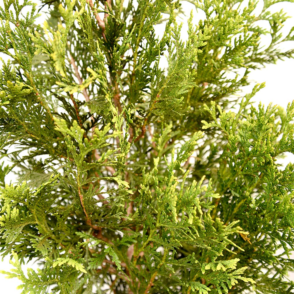 Perfect Plants Thuja Green Giant Live Plant, in 3 Gal. Grower's Pot, Includes Care Guide