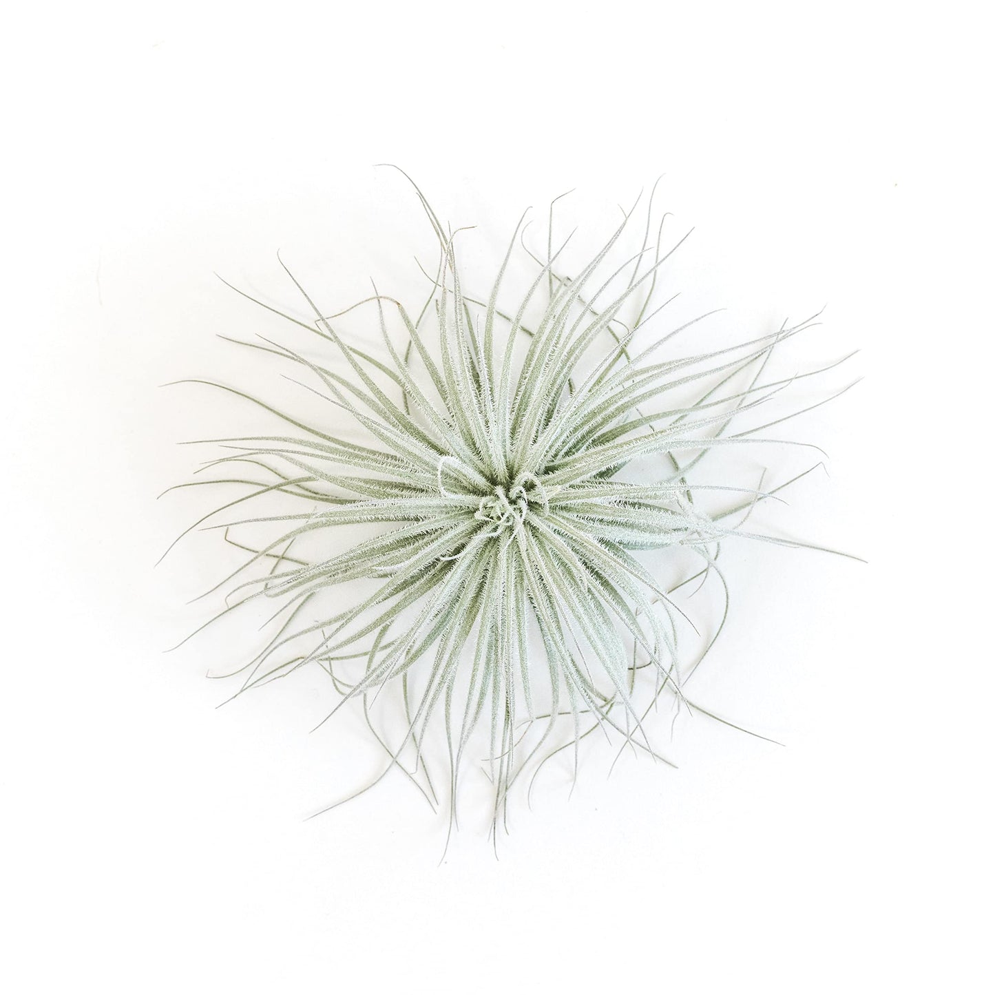 Jumbo Tectorum Ecuador Air Plant - Live Tillandsia Succulent House Plants - Available in Wholesale and Bulk - Home and Garden Decor - Easy Care Indoor/Outdoor Air Plants