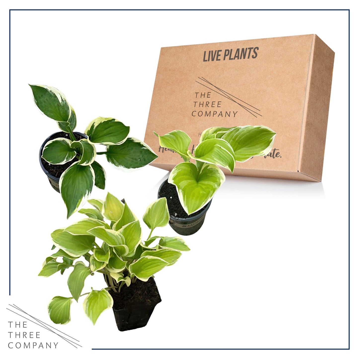 Live Perennial Hosta - Assorted Varieties (3 Plants Per Pack) Beautiful Accent Plant, 10" Tall by 4" Wide in 1 Qt Pot